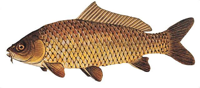 Angelfische datieren